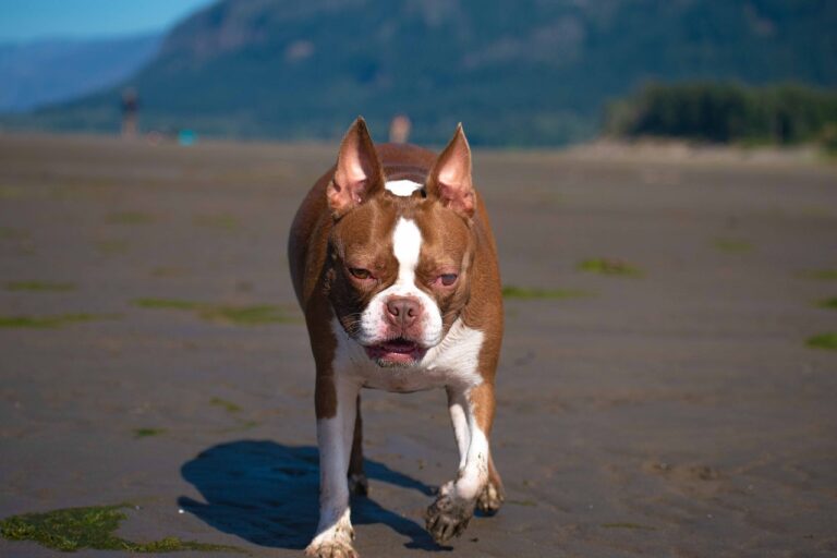 Boston Terrier Colors: 7 Stunning Variations with
Pictures