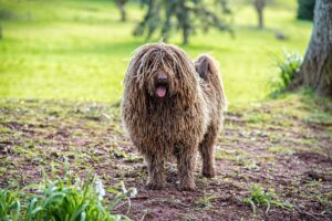 15 Best Dog Breeds for Someone in Their 40s