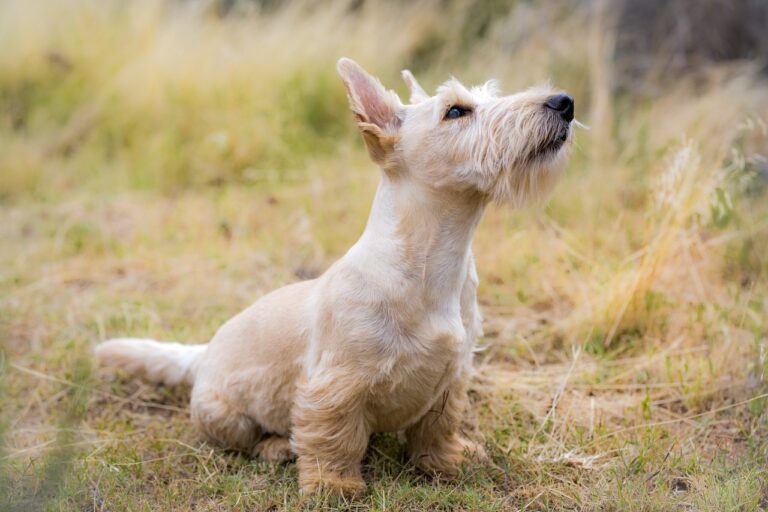 8 Ultimate ‘Calmest’ Dog Breeds: Gentle and Easygoing
Puppies for Seniors