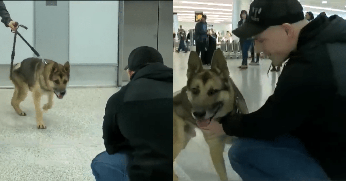 After 3-Years, Military Dog Reunites with Handler in
Emotional Encounter