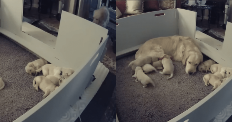 Dog Mom’s Sweet Instincts ‘Shine’ When Newborn Puppy
Struggles to Find Her