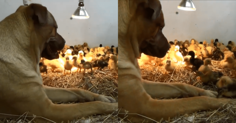 Giant Dog’s Love for 200 Ducklings Melts Hearts Across the
Internet