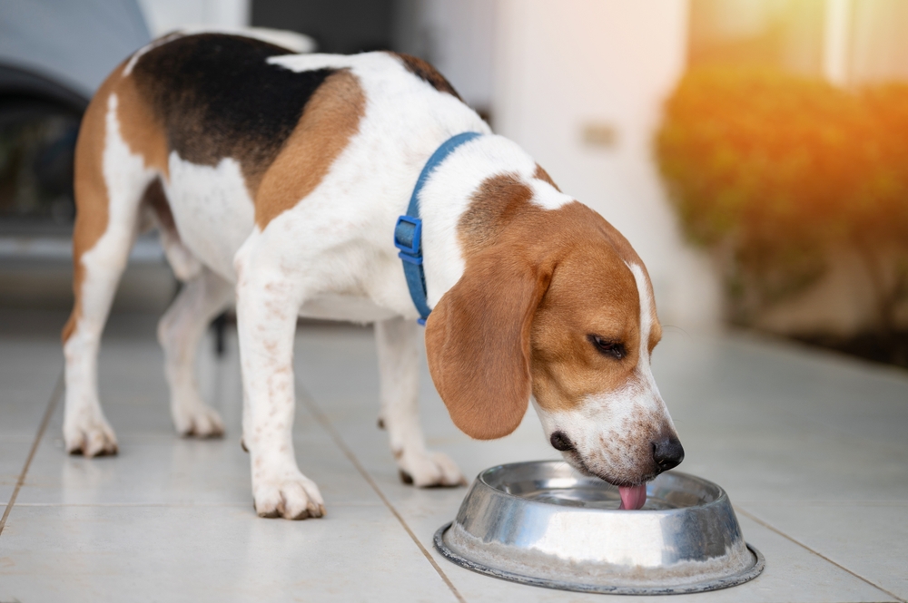 Cute beagle dog drinking water from metal bowl close