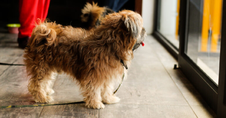 Our Top 11 Picks For The Best Indoor Dog Potty