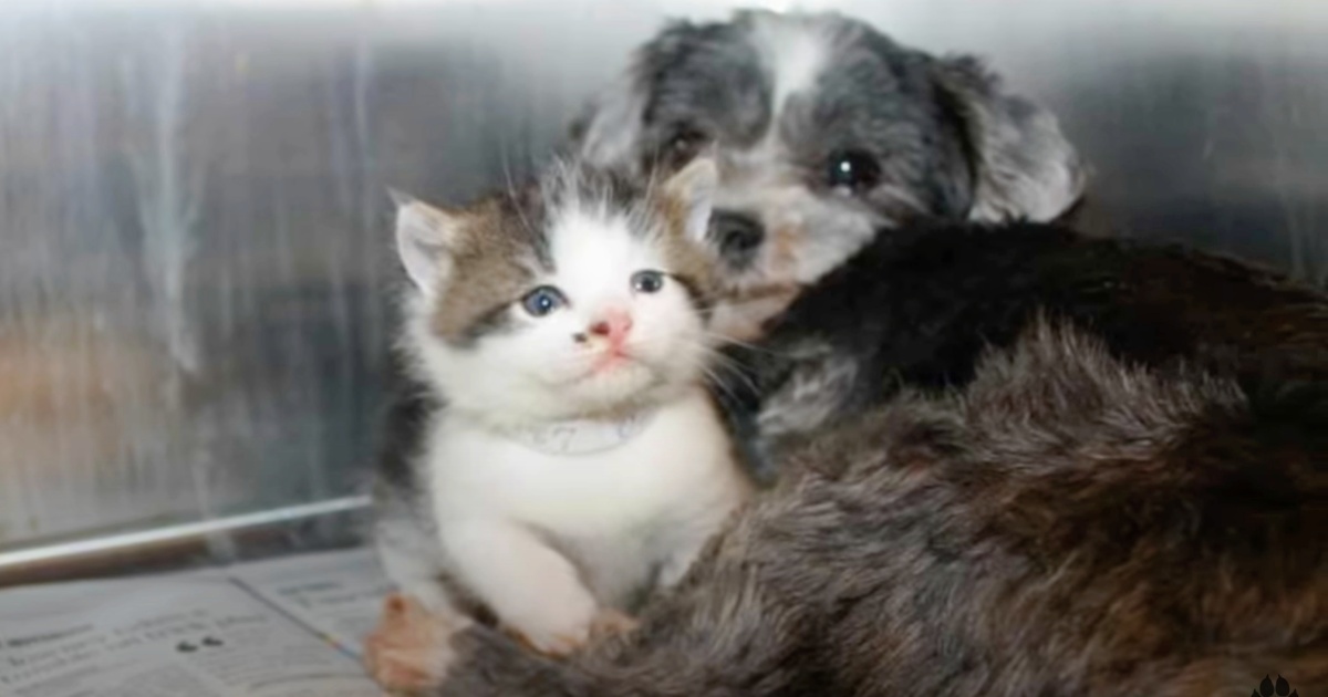 Stray Dog ‘Climbs’ Down Ravine To Save Crying Kitten That
Needed A Mom