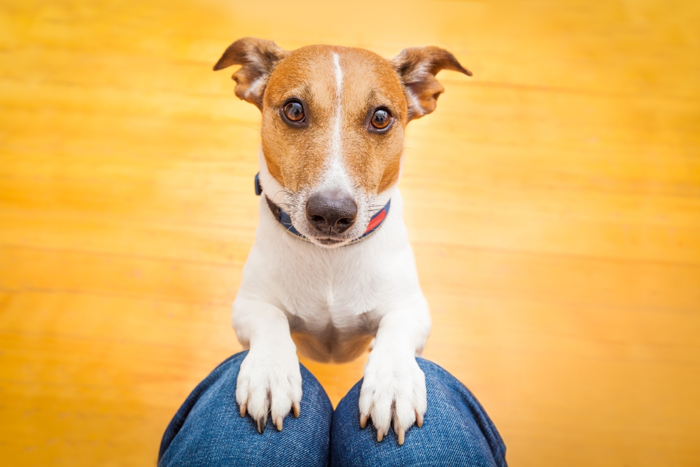 Dog begging on lap