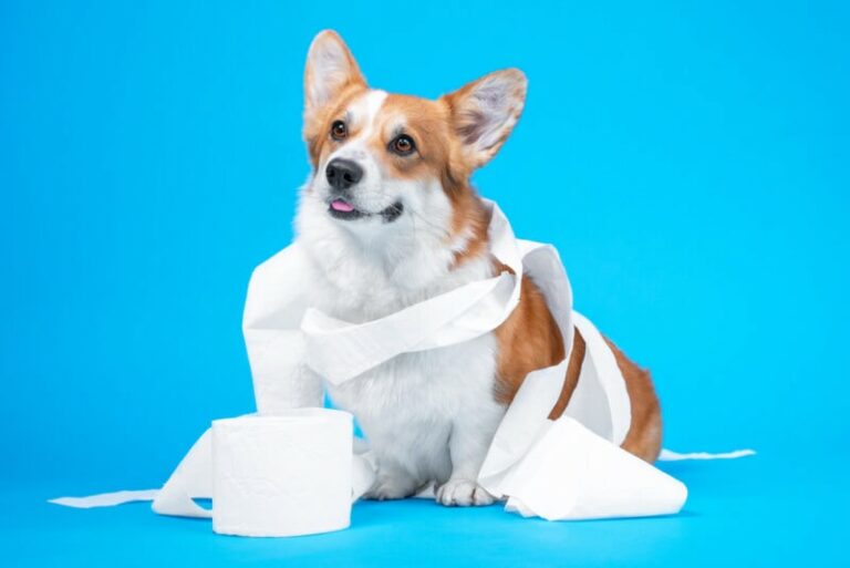 Why Do Dogs Eat Toilet Paper? Risks &amp; Prevention
Tips