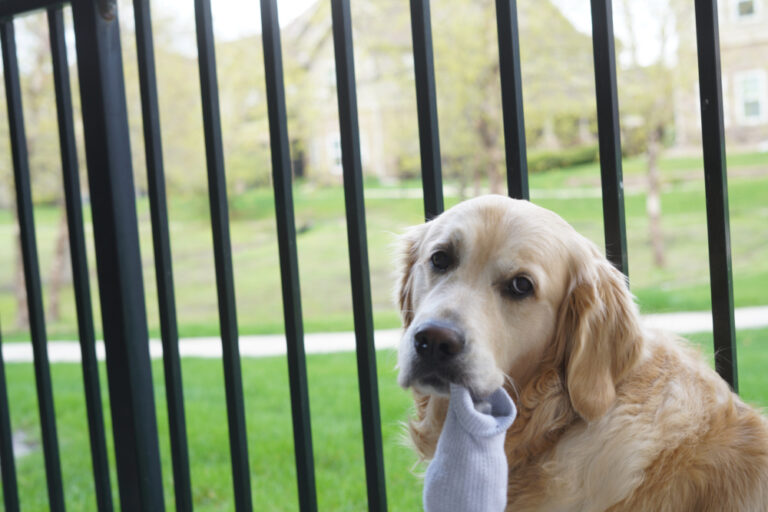 Why Do Golden Retrievers Like Socks So Much? Risks &amp;
Prevention Tips