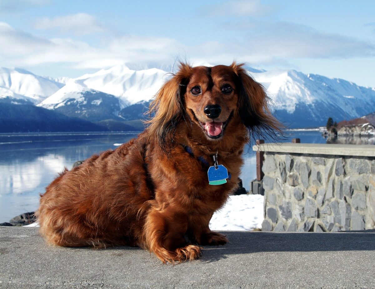 10 Dog Breeds That Make Excellent Travel Companions