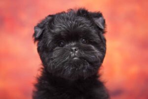 10 Small Dog Breeds That Are As Cute As They Are
Compact