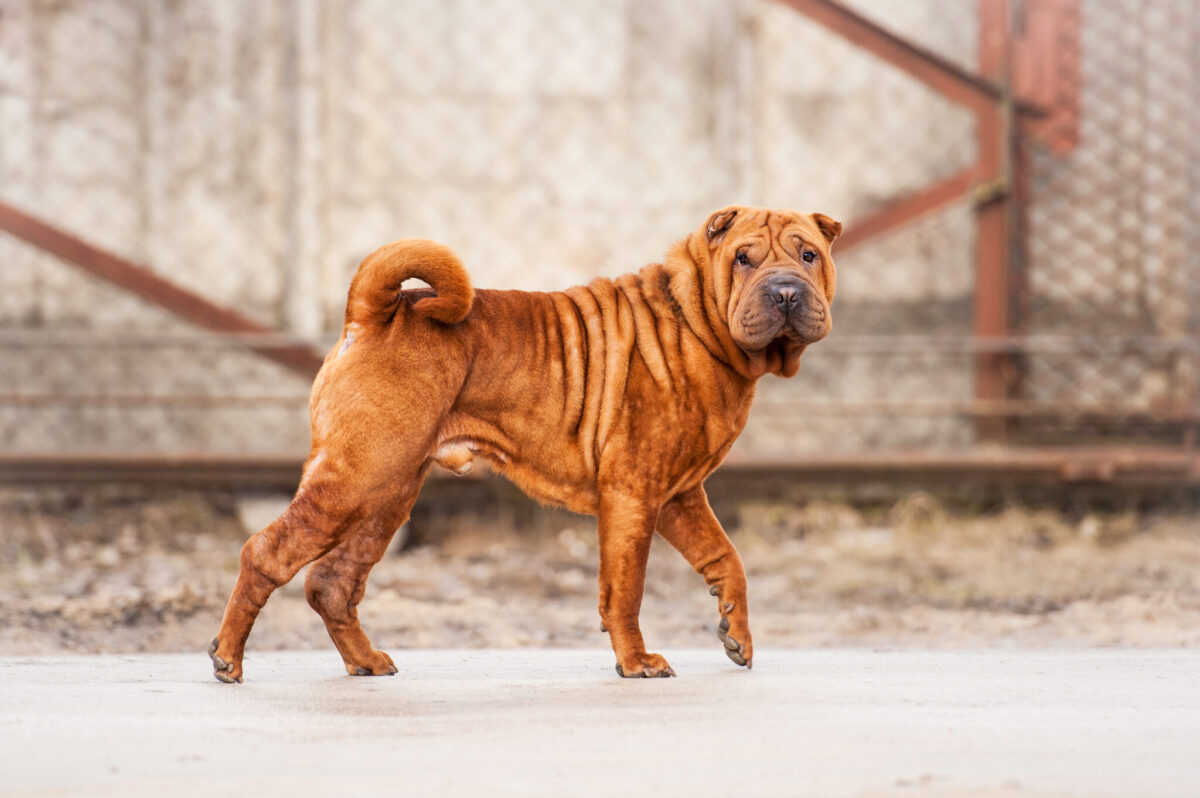 12 Dog Breeds Whose Farts Deserve Their Own Warning
Label!