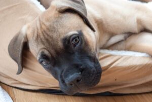 5 Myths About Bullmastiffs You Should Stop Believing