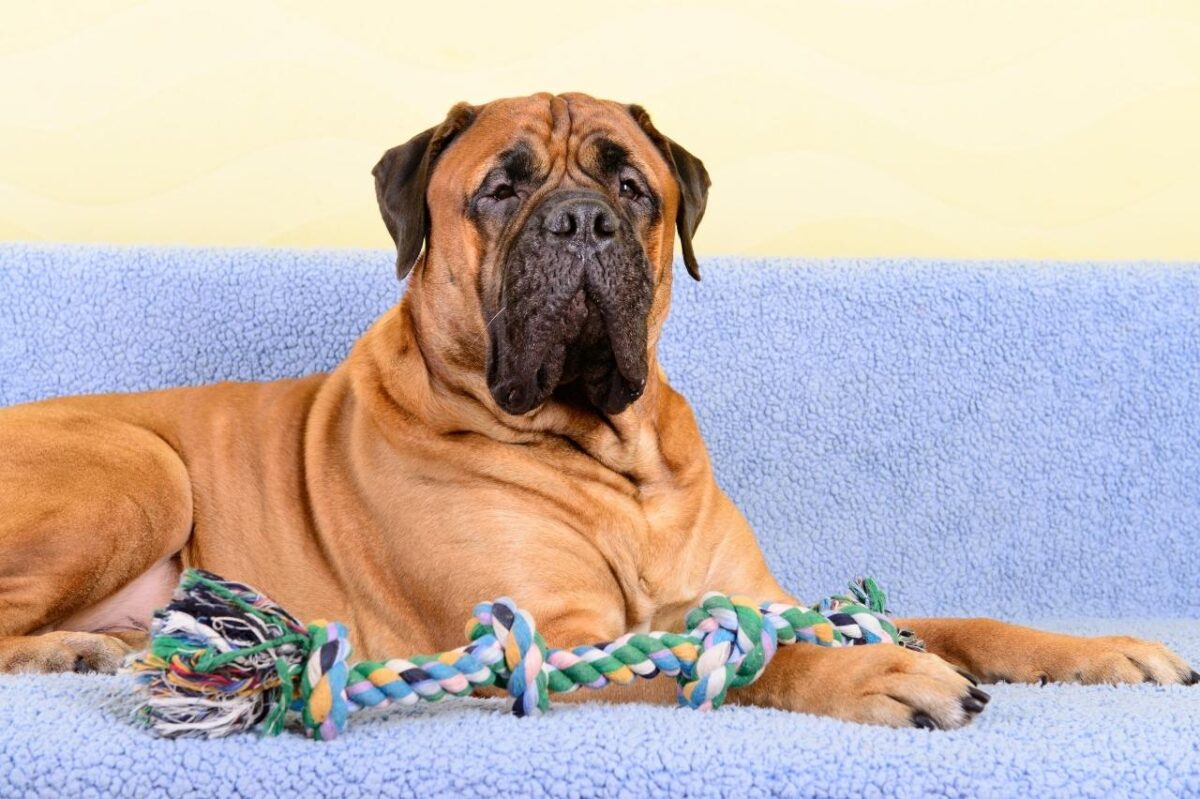 5 Myths About Mastiffs You Should Stop Believing