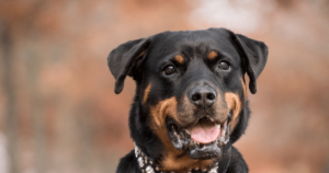 5 Myths About Rottweilers You Should Stop Believing