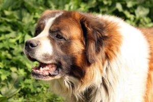 5 Myths About St. Bernards You Should Stop Believing