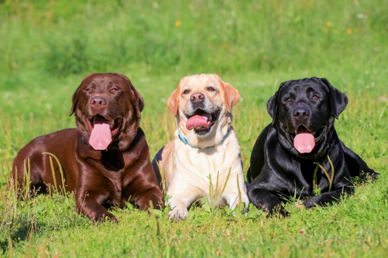 9 Dog Breeds That Are Eternal Optimists