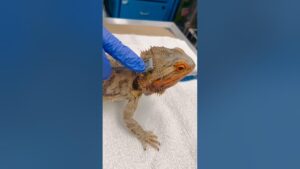 #CornellVet detects bearded dragon's pulse rate using
ultrasonic Doppler flow detector - #Shorts