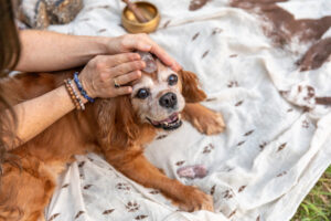 Cavalier King Charles Spaniel getting healing stone treatment