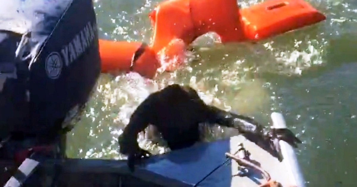 Fisherman Throws Life Jacket To Save Drowning Dog But It Is
‘Not-A-Dog At All’