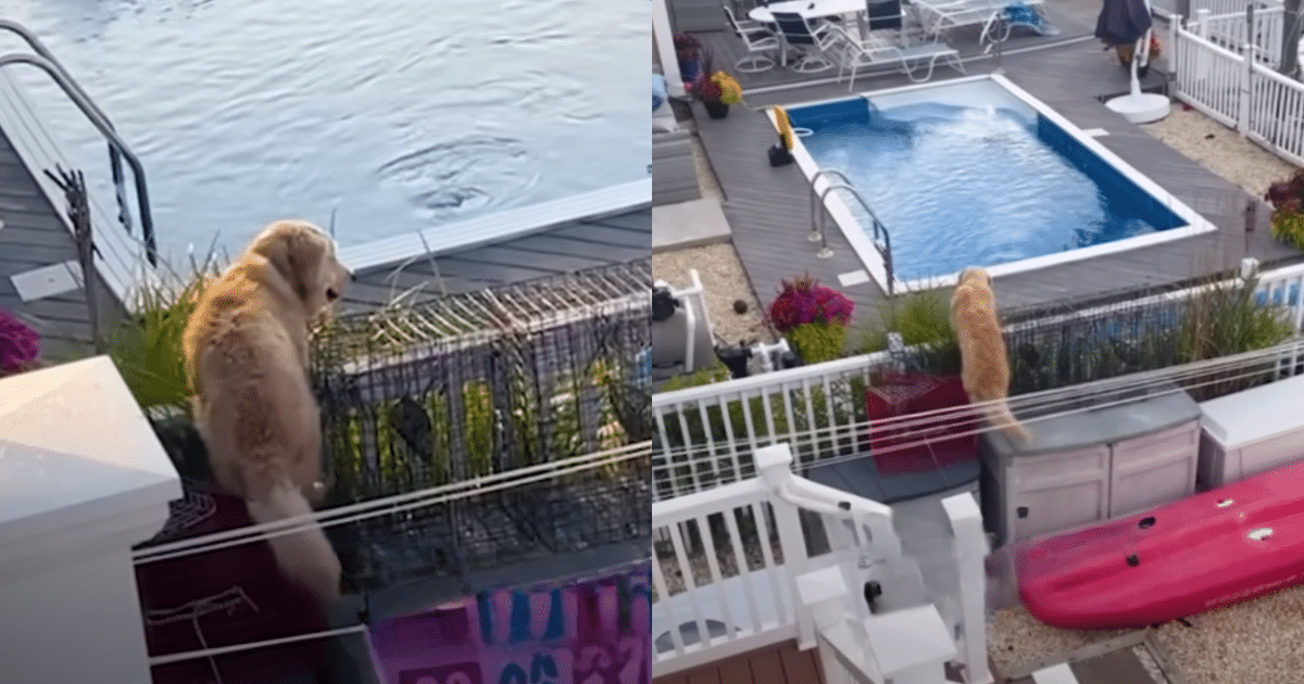 Golden Retriever’s ‘Sneaky’ Pool Visit at Neighbor’s House
Becomes a Viral Hit