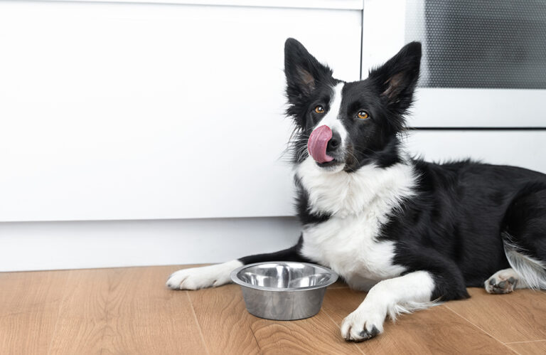 How Long Should I Wait to Take My Dog Out After Eating? Vet
Verified Feeding &amp; Bowel Schedule