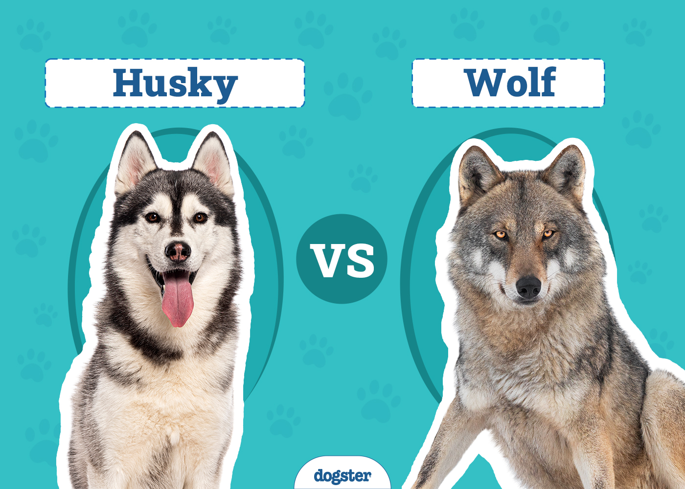 Husky vs Wolf