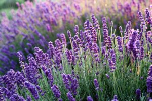 lavender plants