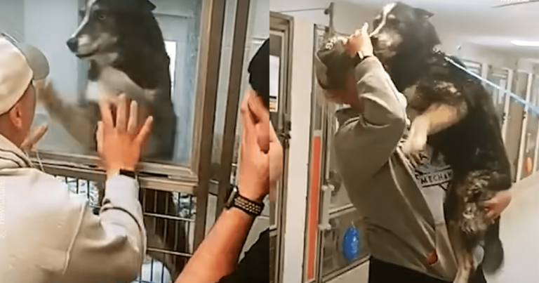 Lost Dog’s Excitement Unleashed When She Spots Family at
Shelter