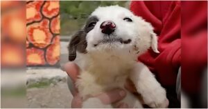 Puppy Finds Her Purpose When Rescued By Kind
Stranger