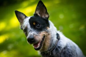 The 7 Most Unusual Habits Of An Australian Cattle
Dogs