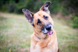 an old senior german shepherd dog with grey hair