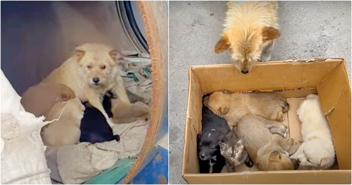 Woman Meets A Dog Living In Barrel With Her Babies But
They’re ‘Not All Puppies’