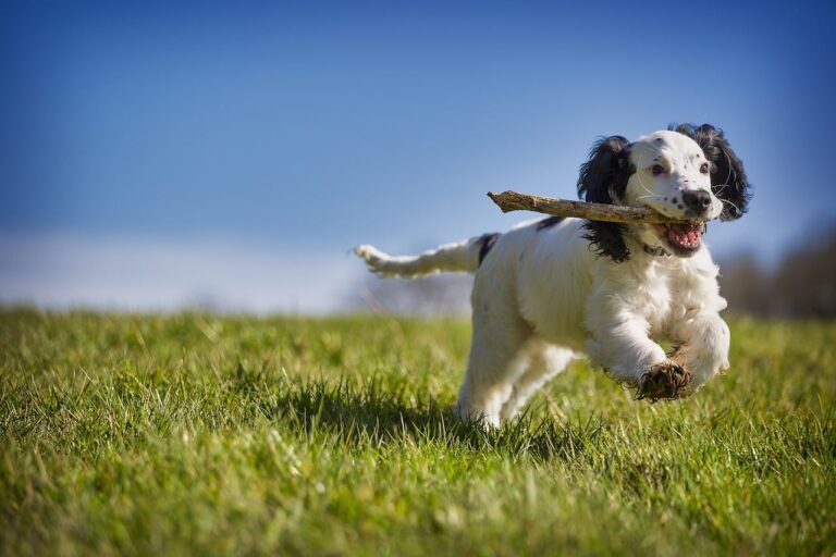 11 Dog Breeds Who Are Known for Their Gentle
Playfulness