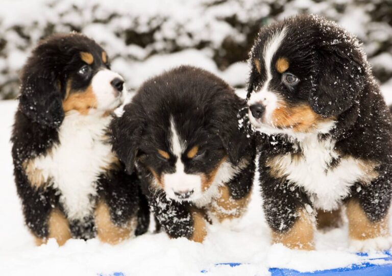 11 Dog Breeds Who Love to Play in the Snow