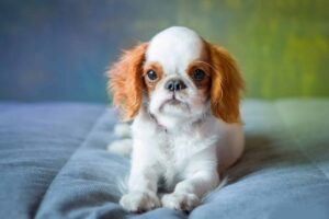 11 Most Overlooked Dog Breeds That Make Great Pets