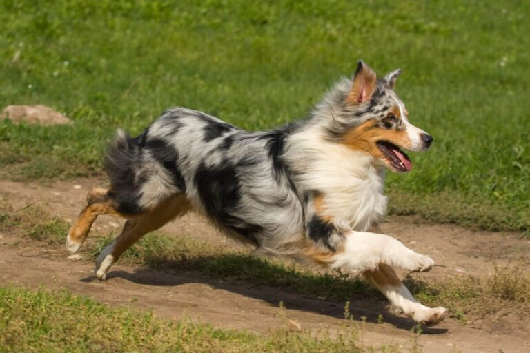 16 Most Agile Dog Breeds: Dogs That Move With Grace And
Precision