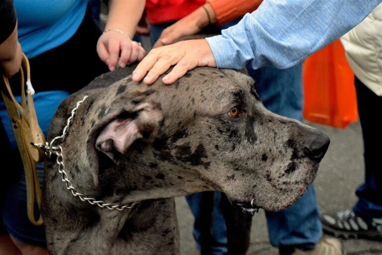 13 Dog Breeds Who Are Extremely Gentle