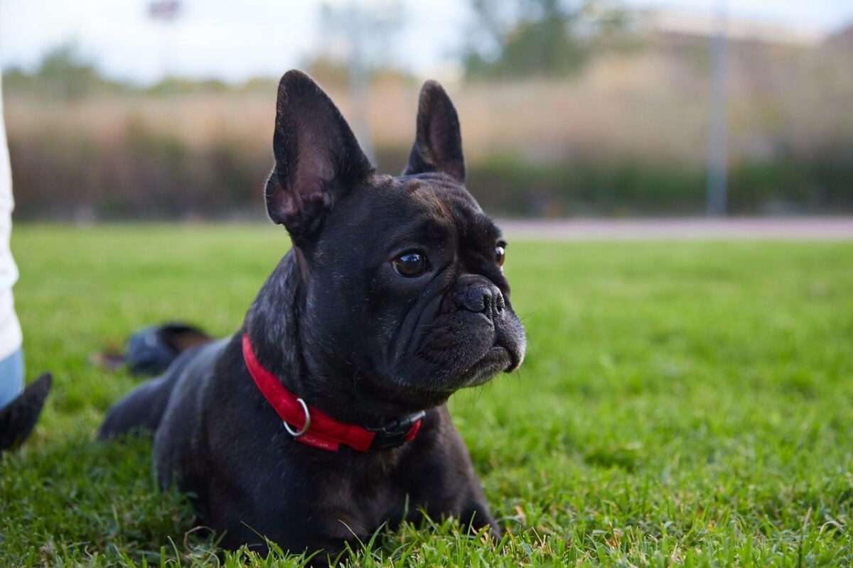 16 Sensitive Dog Breeds That Wear Their Hearts On Their
Sleeves