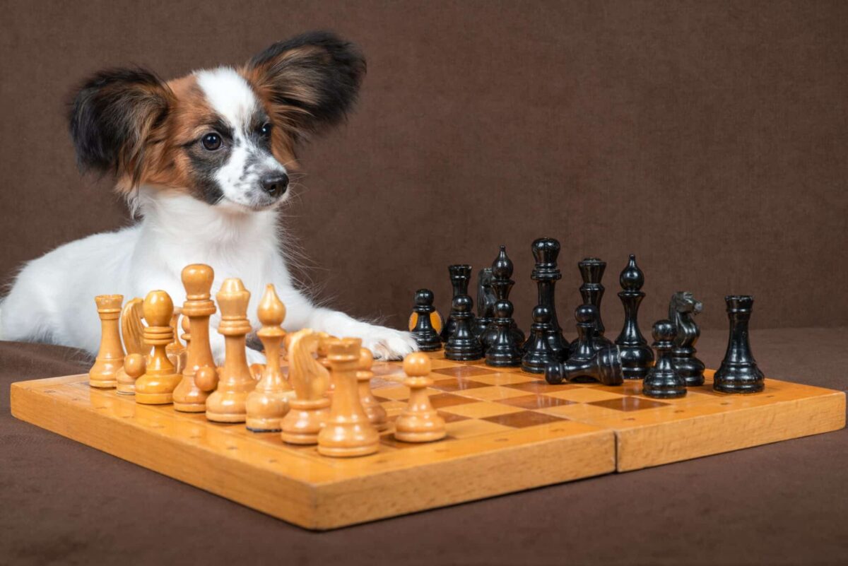 17 Dog Breeds With Serious Brainpower—Is Your Dog
In?