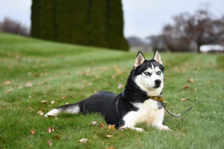 6 Stunning Dog Breeds That Look Like Wolves