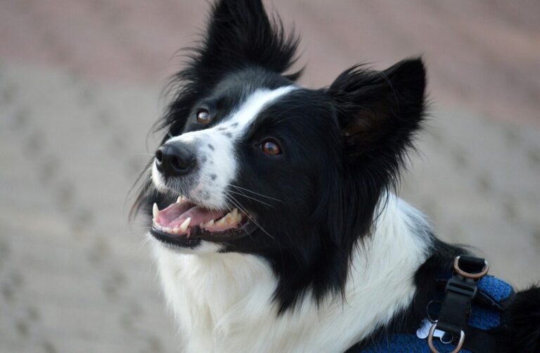 9 Fun Facts You Didn’t Know About Border Collies