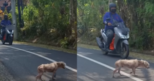 Bobby’s Journey From A Hairless Street Dog To Fluffy Teddy
Bear