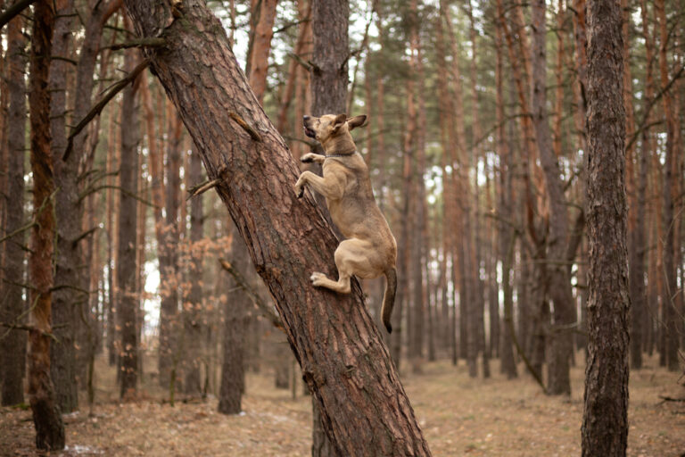 Can Dogs Climb Trees? Vet-Verified Facts &amp;
Info