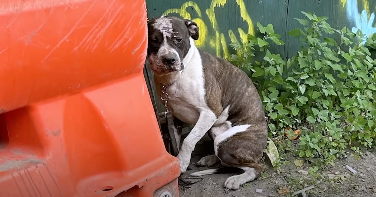 Dog Sees ‘Humanity At Its Finest’ From The Confines Of NYC
Alleyway