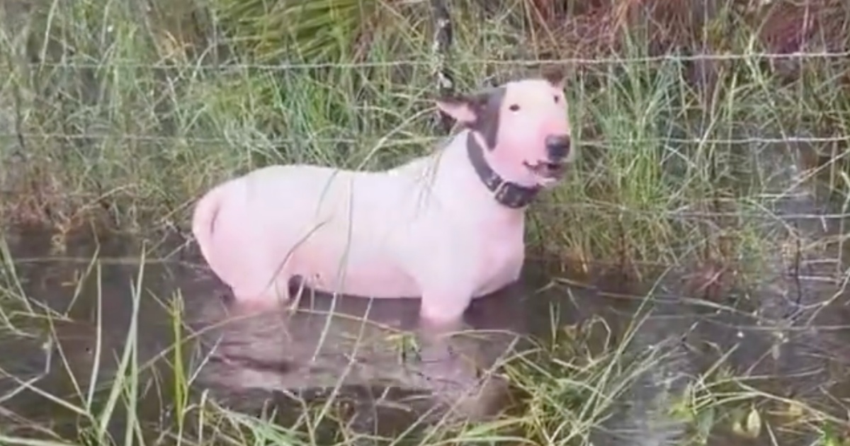 Dog Tied To Fence Pole During Milton, Troopers Raced Over As
Waters Rose