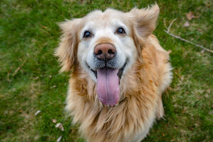 a senior golden retriever dog sitting on grass