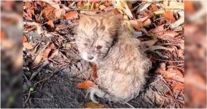 Listless Puppy Sat On Pile Of Leaves To Catch His
Breath