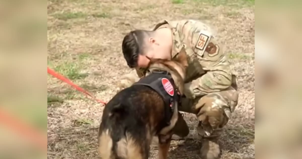 Sergeant Reunites with Retired Military Dog He Trained in
Heartwarming Reunion