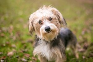 Top 10 Cutest Dog Breed Mixes Ever