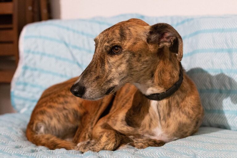 Top 11 Dog Breeds Most Likely to Steal Your Sofa